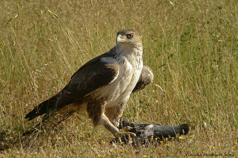 Il sogno da sempre in Digiscoping - Aquila del Bonelli